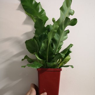 Live Plant Birds Nest Fern Square