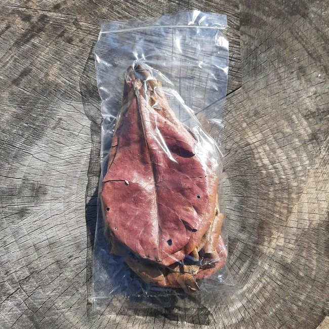 Roonami Catappa Indian Almond Leaf Litter Large