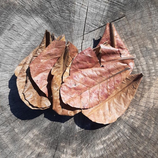 Roonami Catappa Indian Almond Leaf Litter Small