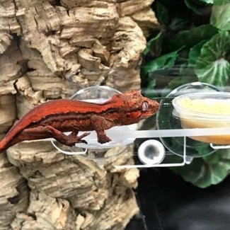 Pangea Gecko Ledge Suction Cup (Acrylic Small .5oz cups) Pangea Gecko Ledge Suction Cup (Acrylic Small .5oz cups)