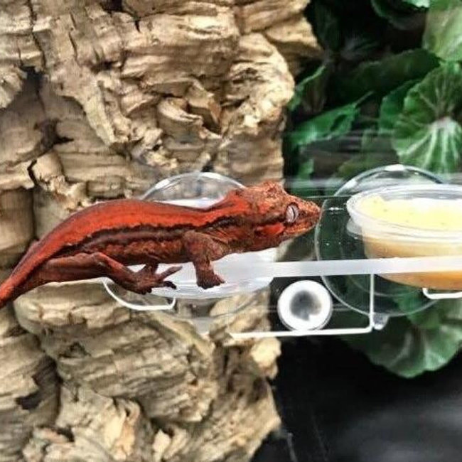 Pangea Gecko Ledge Suction Cup (Acrylic Small .5oz cups)