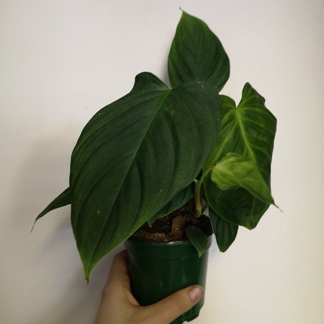 Live Plant Philodendron fuzzy petiole 4"