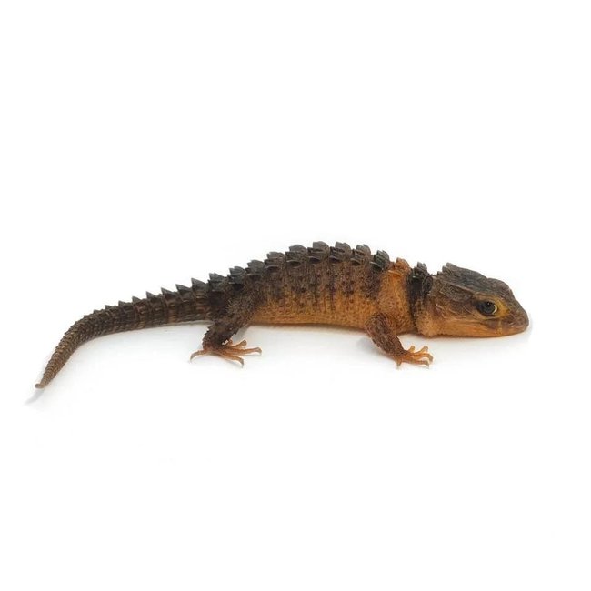 White Eye Crocodile Skink