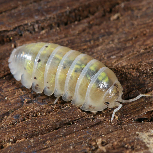 Armadillidium vulgare 'Magic Potion' Isopods