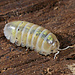 Armadillidium vulgare 'Magic Potion' Isopods