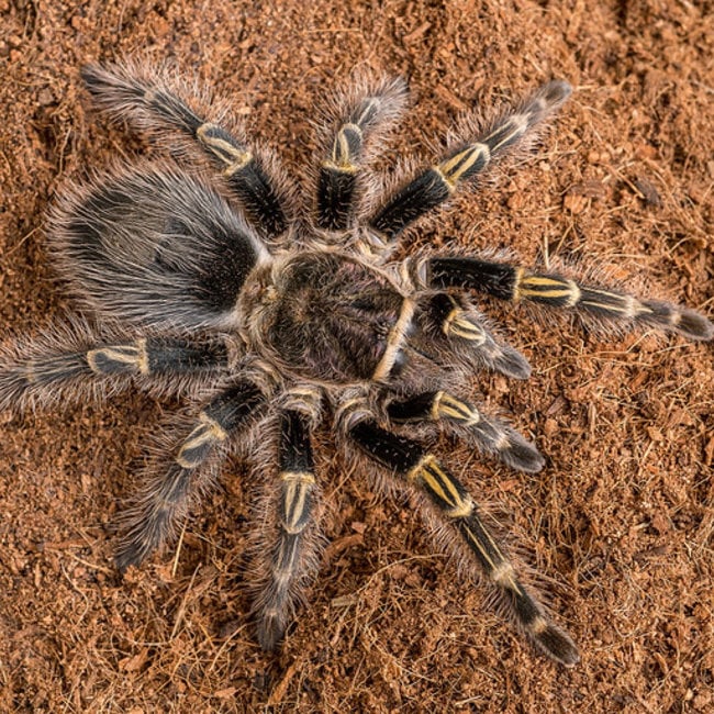 Grammostola pulchripes Chaco Gold Striped Tarantula 1.5"