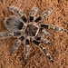 Tarantula Grammostola pulchripes Chaco Gold Striped Tarantula