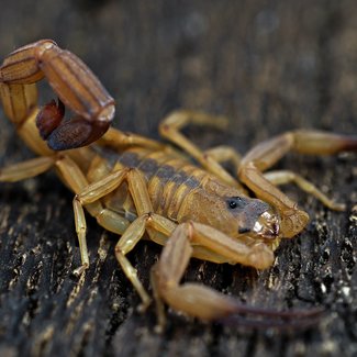 Scorpion Tityus stigmurus Bark Scorpion