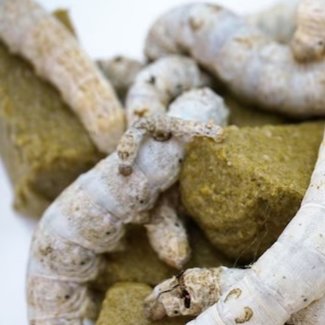 Silkworm Chow