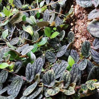 Live Plant Pellionia pulchra Cutting