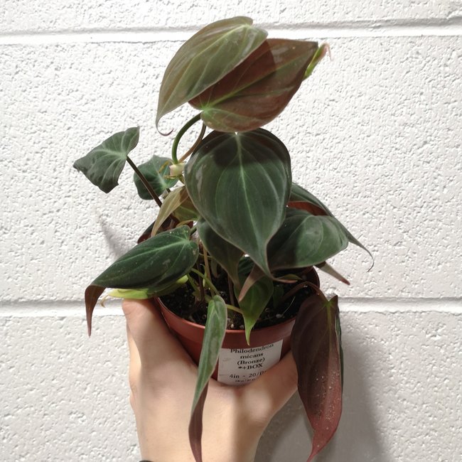 Live Plant Philodendron Micans 4"