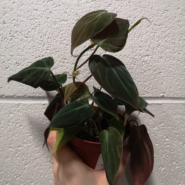 Live Plant Philodendron Micans 4"