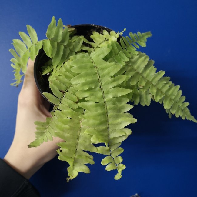 Live Plant Nephrolepsis exaltata 'blonde' Fern