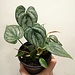 Philodendron Brandtianium 4"