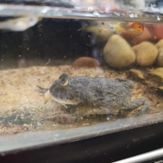 Aquatic Frog PREORDER Budgett's Frog
