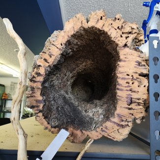 Cork Cork Bark Tube Megatron 24 - 36"