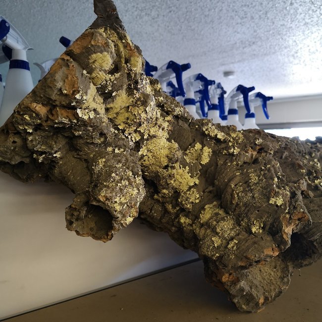 Cork Bark Tube Megatron 24 - 36"