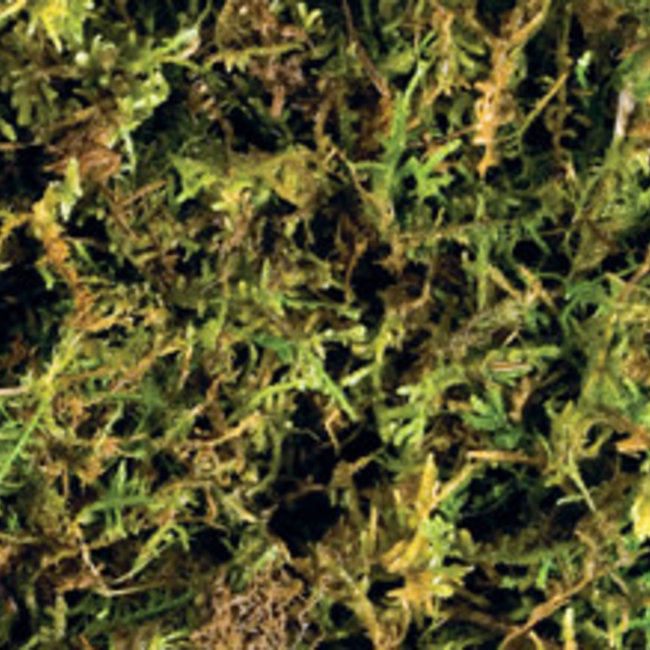 Exo Terra Exo Terra Forest Moss 2 Pack