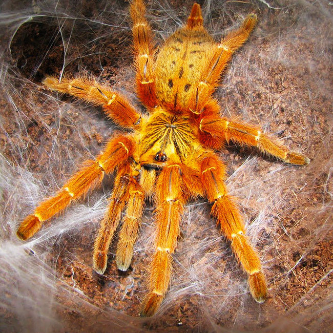 Pterinochilus murinus "RCF" Female 3" Tarantula