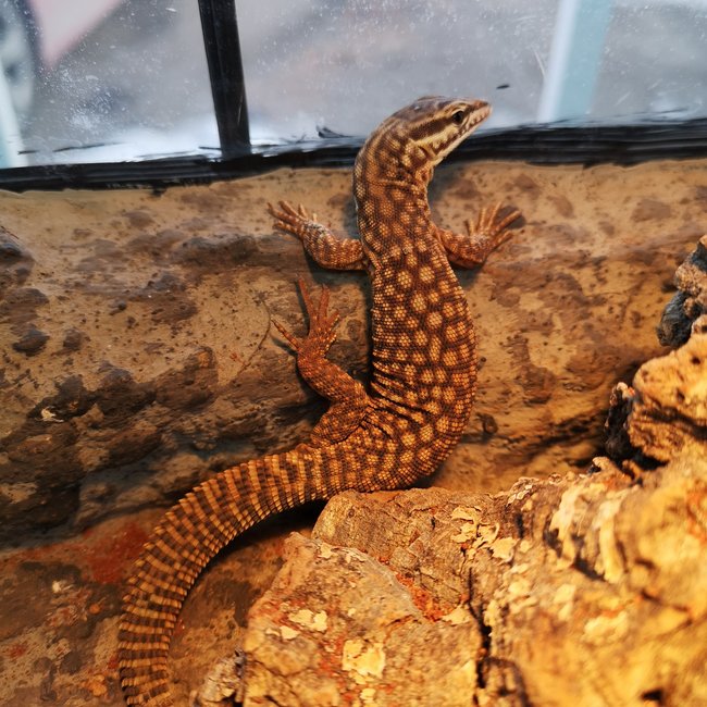 Red Ackie
