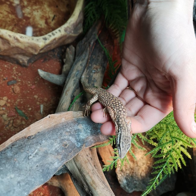 Red Ackie