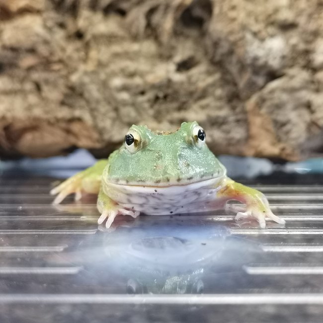 Pacman Matcha Pacman Frog