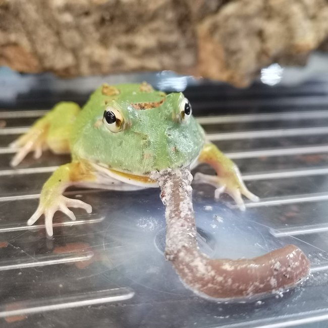 Pacman Matcha Pacman Frog