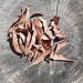 Pihimbiya Mix Size Dried Leaves