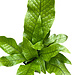 Crocodile Fern 4"