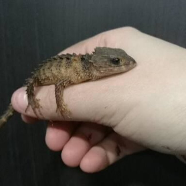 White Eye Crocodile Skink