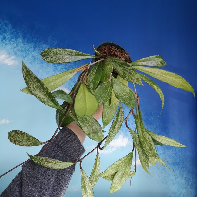 Live Plant Hoya Publicalyx Speckled 4"
