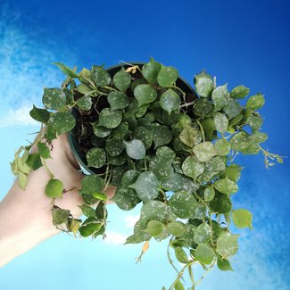 Live Plant Hoya Curtisii 4" Tiny Leaf Wax Plant
