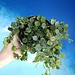 Hoya Curtisii 4" Tiny Leaf Wax Plant