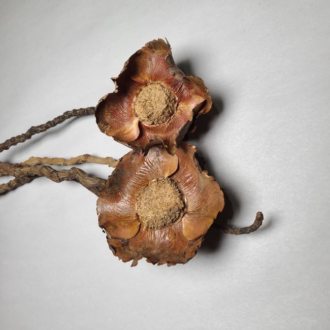 Roonami Dried Coconut Flower Stem 4 Pieces