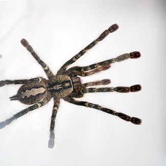 Tarantula Poecilotheria ornata 'Fringed Ornamental' Tarantula