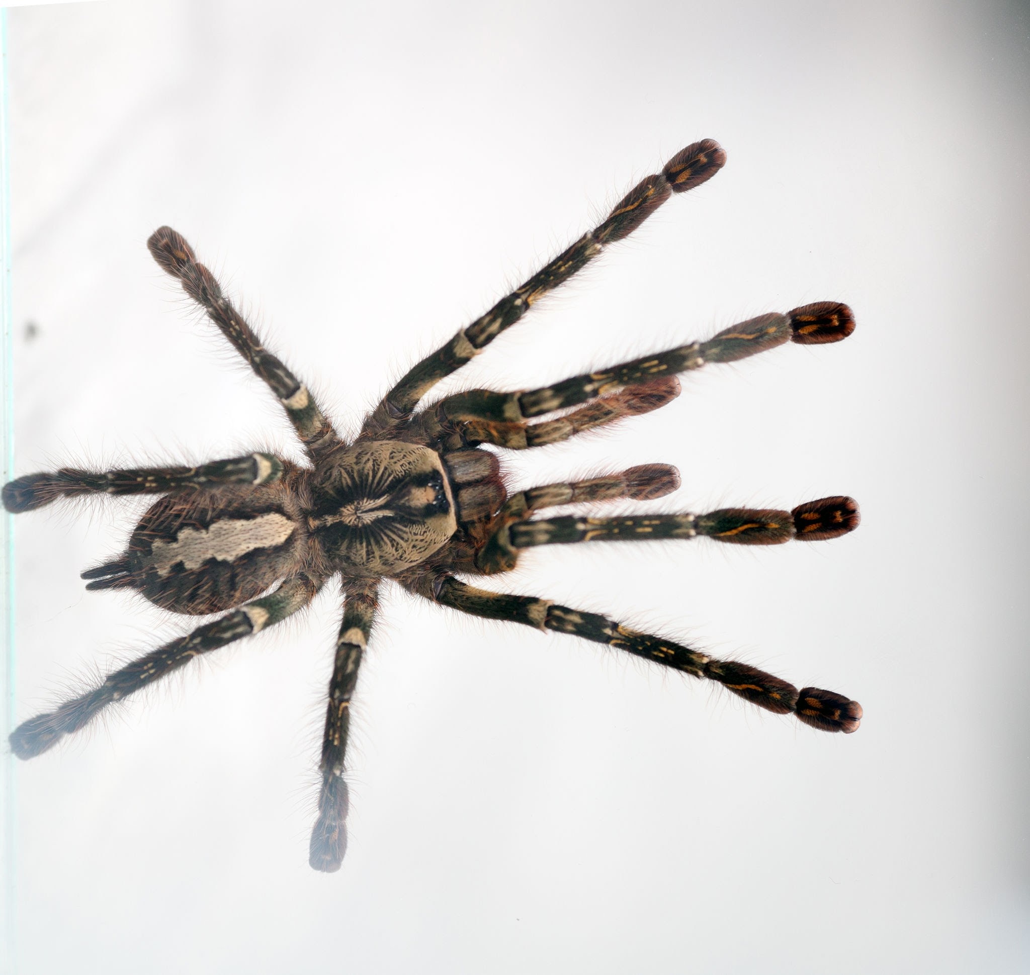Poecilotheria ornata 'Fringed Ornamental' Tarantula - Roonami