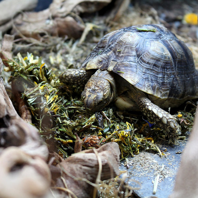 Arcadia Reptile EarthPro Optimised52 Tortoise Food
