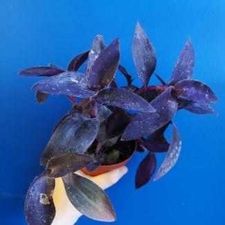 Live Plant Tradescantia Purple Queen 4"