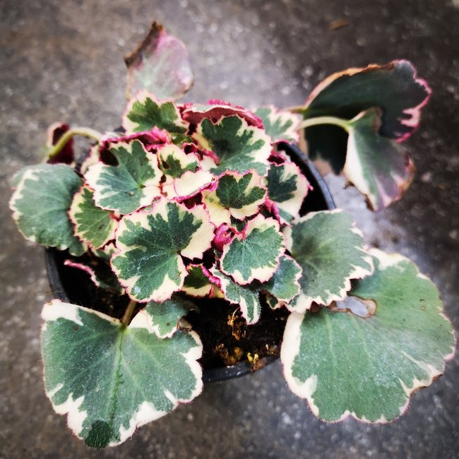 Live Plant Variegated Strawberry Begonia Saxigraga stolonifera 4"