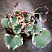 Live Plant Variegated Strawberry Begonia Saxigraga stolonifera 4"