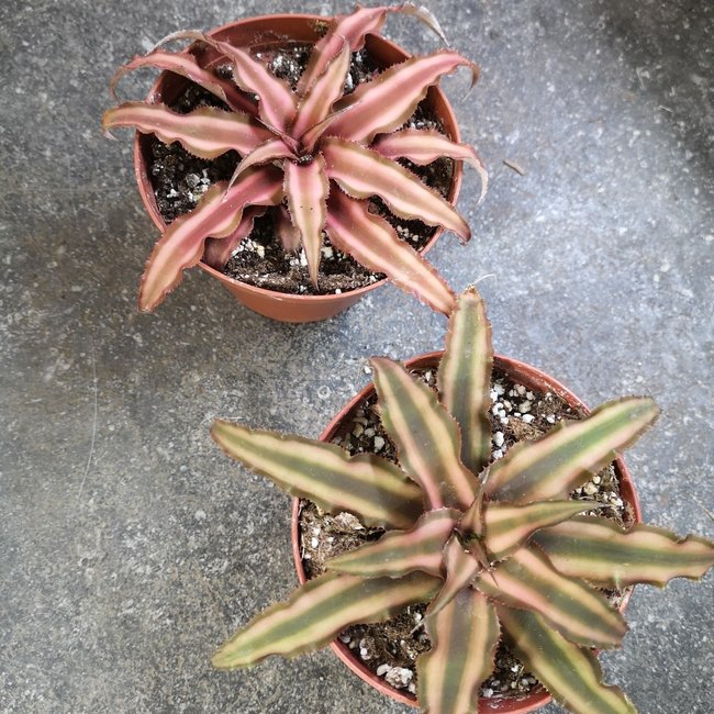Live Plant Earth Star Crypthanthus 4"