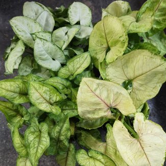 Live Plant Syngonium Assorted 4"