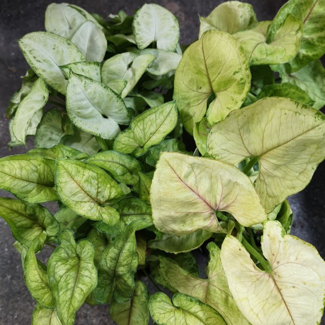 Syngonium Assorted 4"