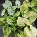 Syngonium Assorted 4"