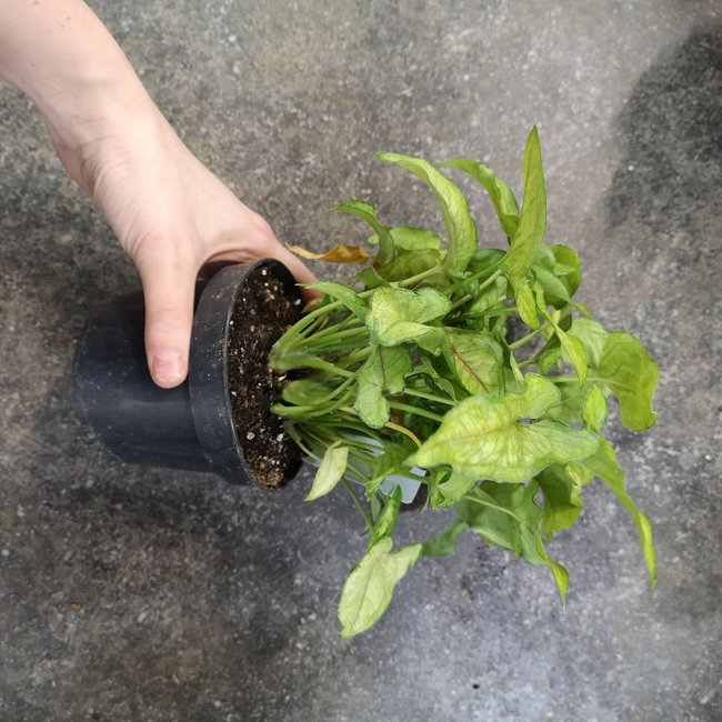 Live Plant Syngonium Assorted 4"