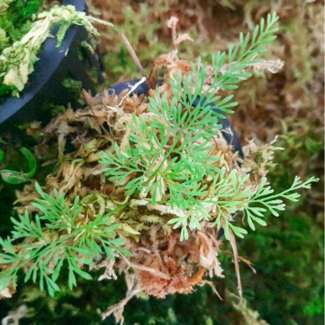 Asplenium aff. fragrans