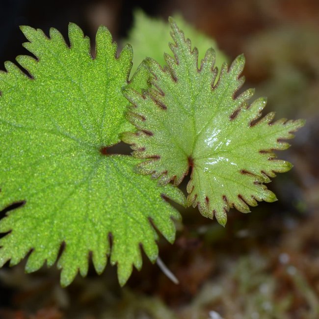 Begonia lyalli var. Masoalensis