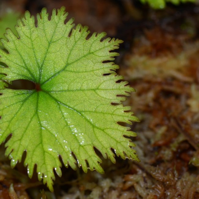Begonia lyalli var. Masoalensis