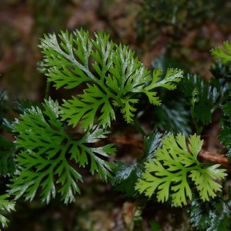 Davallia parvula
