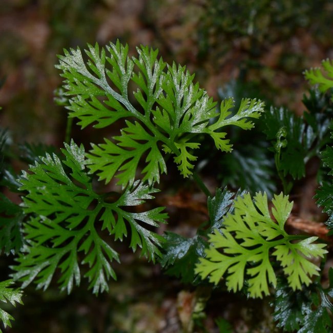 Davallia parvula